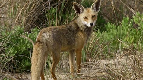 jackal sound .